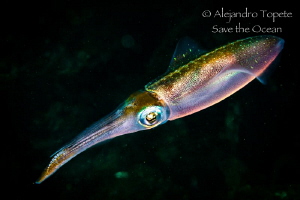 Squid in black, Veracruz Mexico by Alejandro Topete 